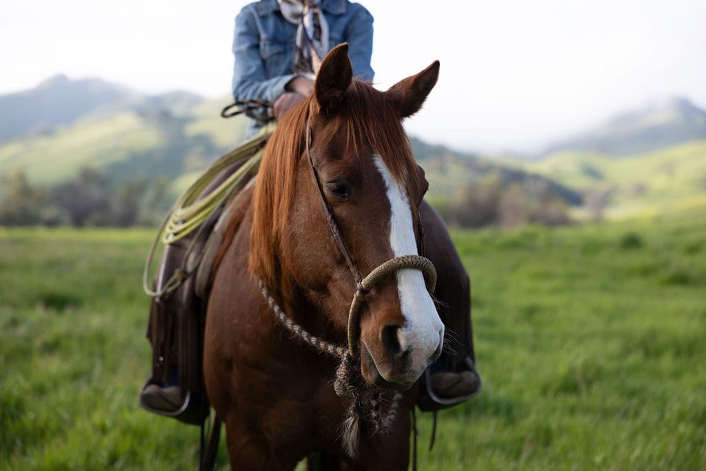 Horse with rider in grassy landscape