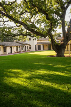 Sunny courtyard with tree and white buildings