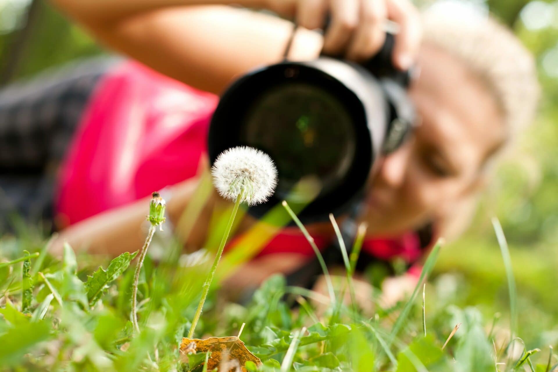 Photographer capturing dandelion close-up