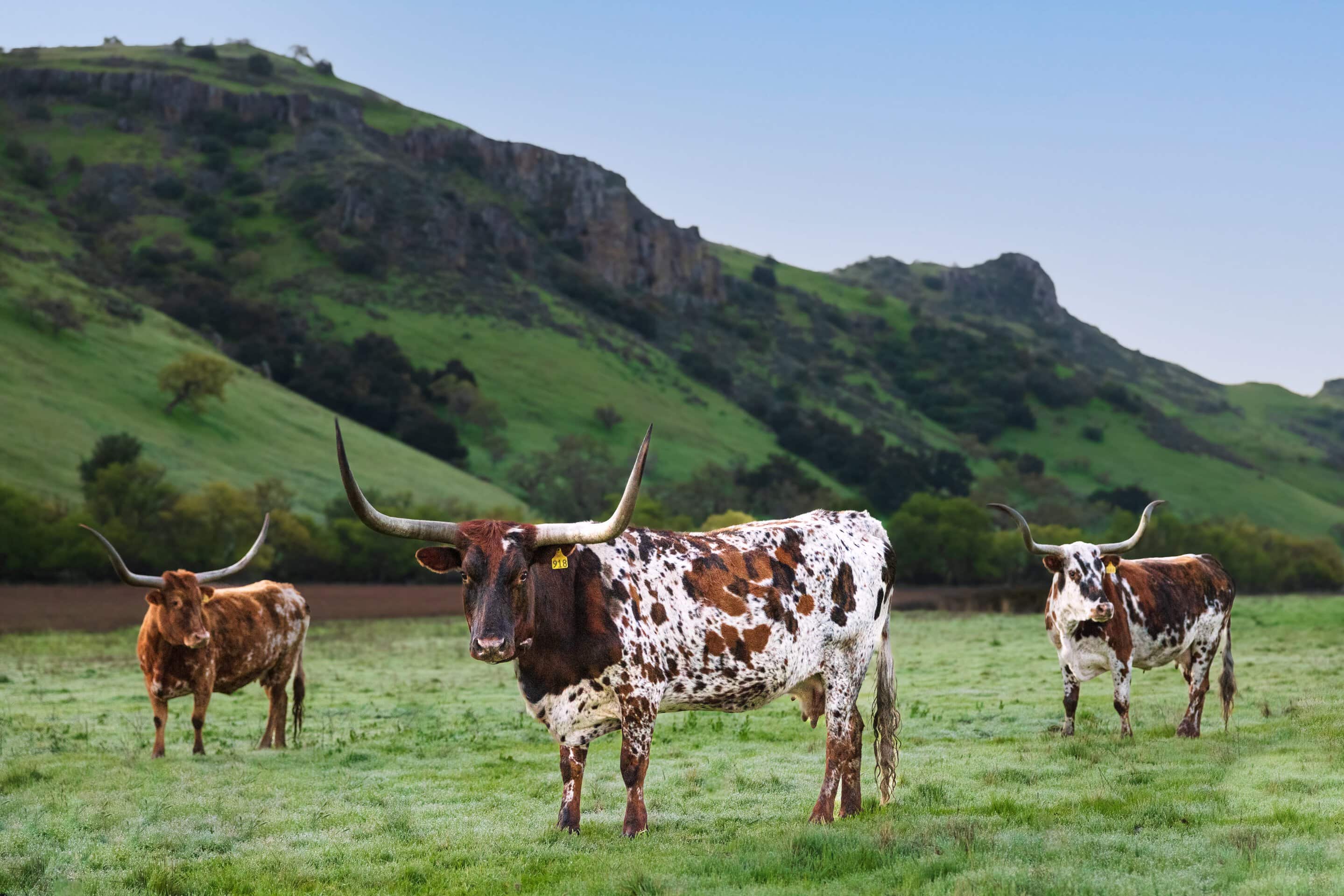 Longhorn cattle grazing on a green hillside pasture.