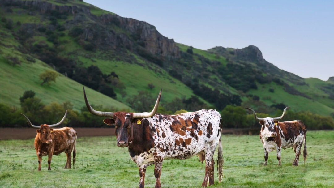 Three longhorn cattle grazing in green pasture.