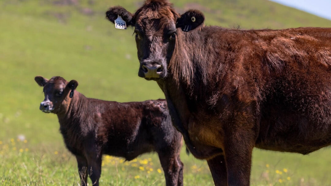 Two cows standing in a grassy field.