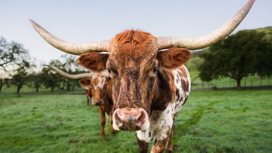 Close-up of longhorn cattle in a grassy field