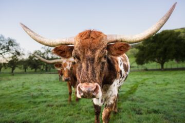 Texas longhorn cow grazing in a field