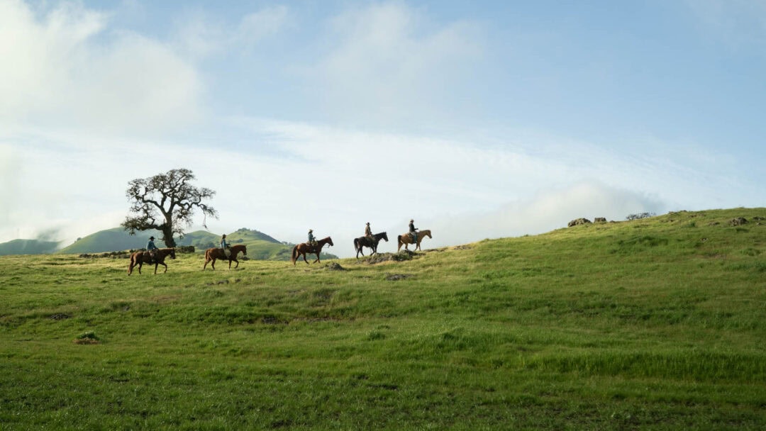 Horse riders in grassy field with tree