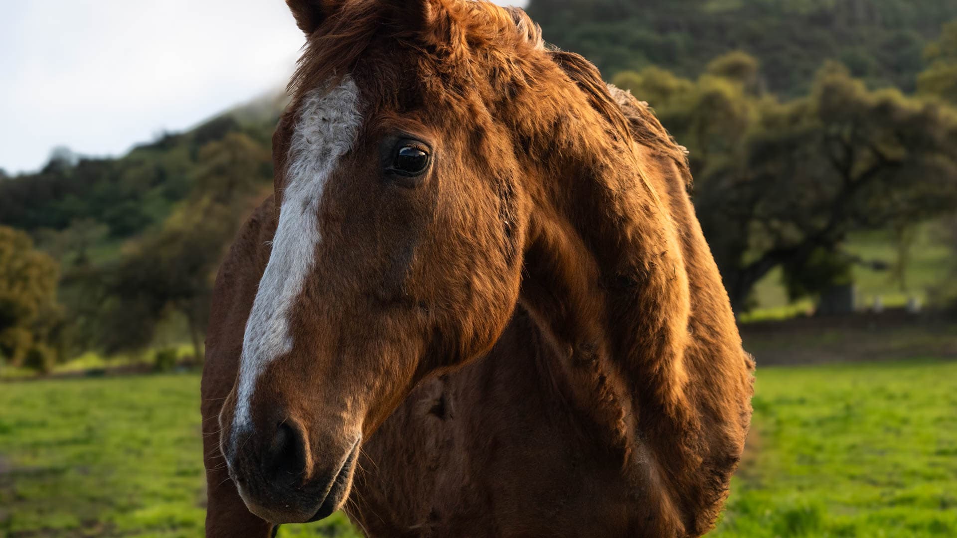 Brown horse with white stripe in green field.