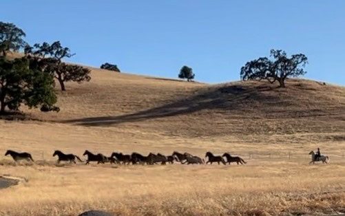 Horses running across a golden field.